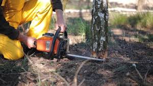  Jeannette, PA Tree Care Pros