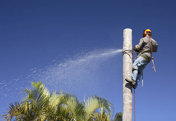 How Our Tree Care Process Works  in  Jeannette, PA