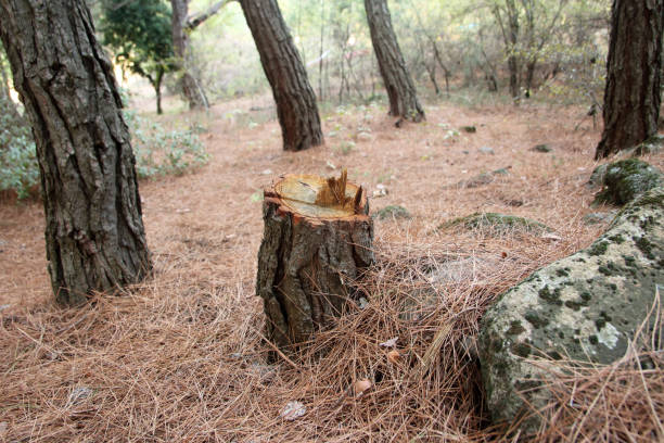 Best Tree Disease Treatment  in Jeannette, PA
