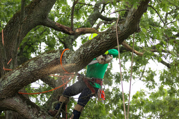 Best Leaf Removal  in Jeannette, PA