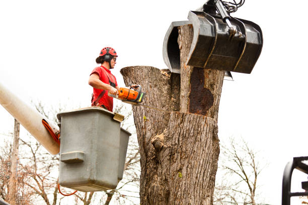 Best Tree Trimming and Pruning  in Jeannette, PA